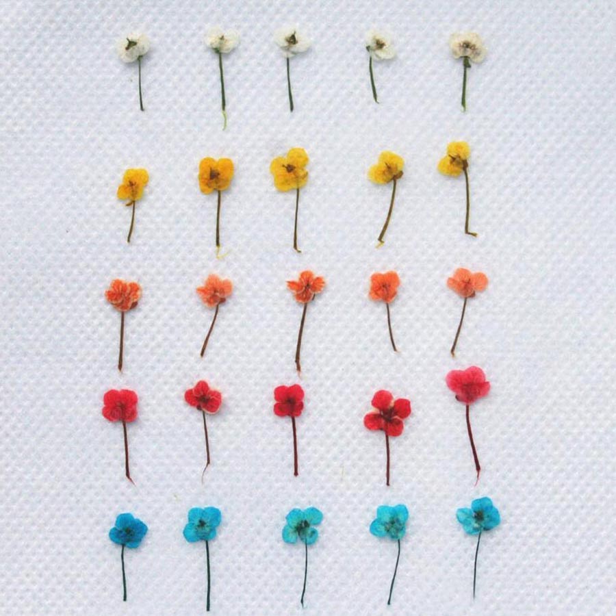 60pcs Mini Pressed Dried Flowe - Resin Art Baby 评论和价格