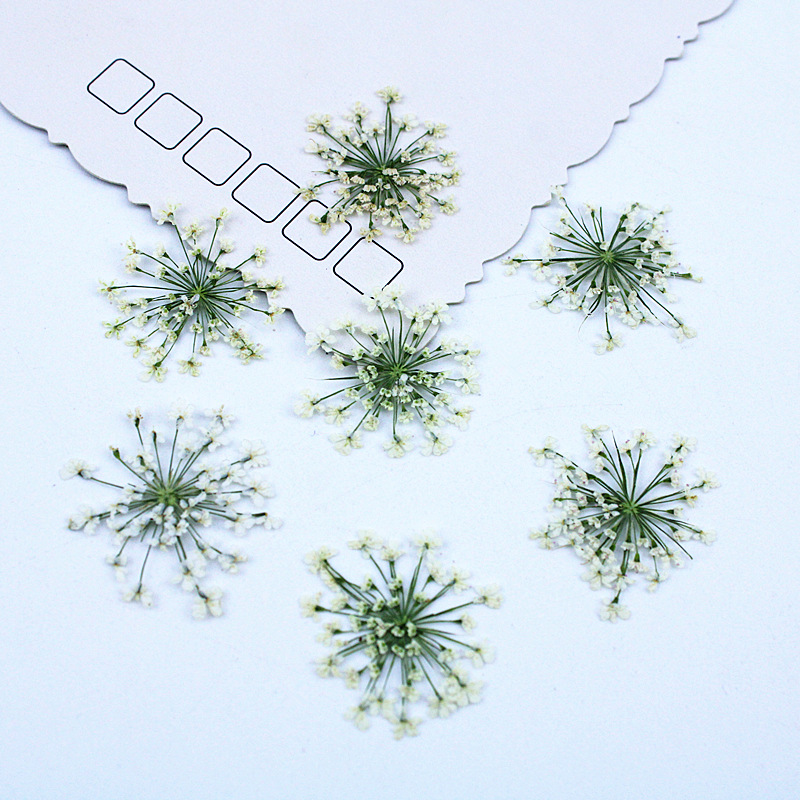 500pcs Lace Flowers Dried Flow - Resin Art Baby 评论和价格